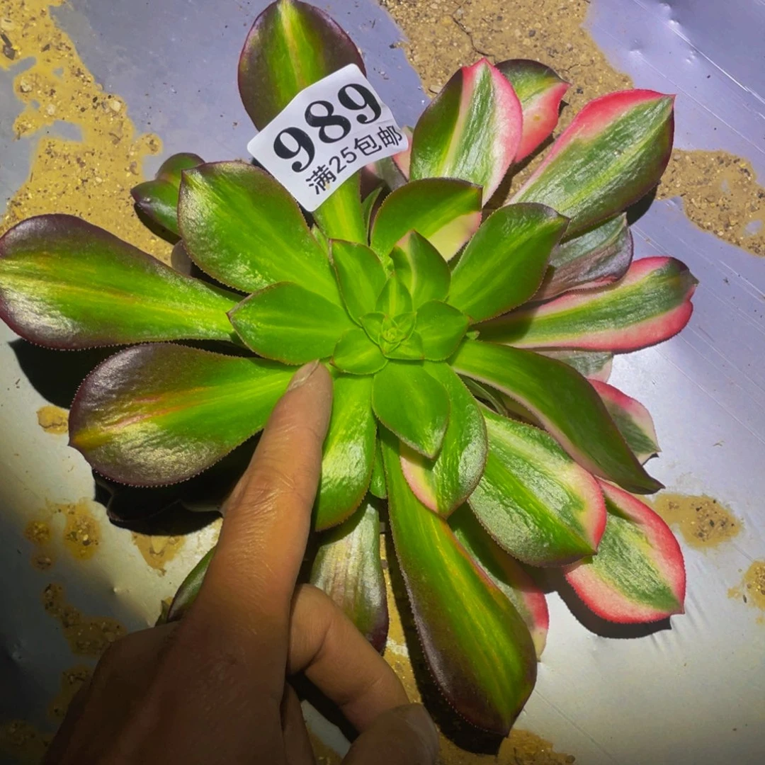 七彩法师多肉植物989