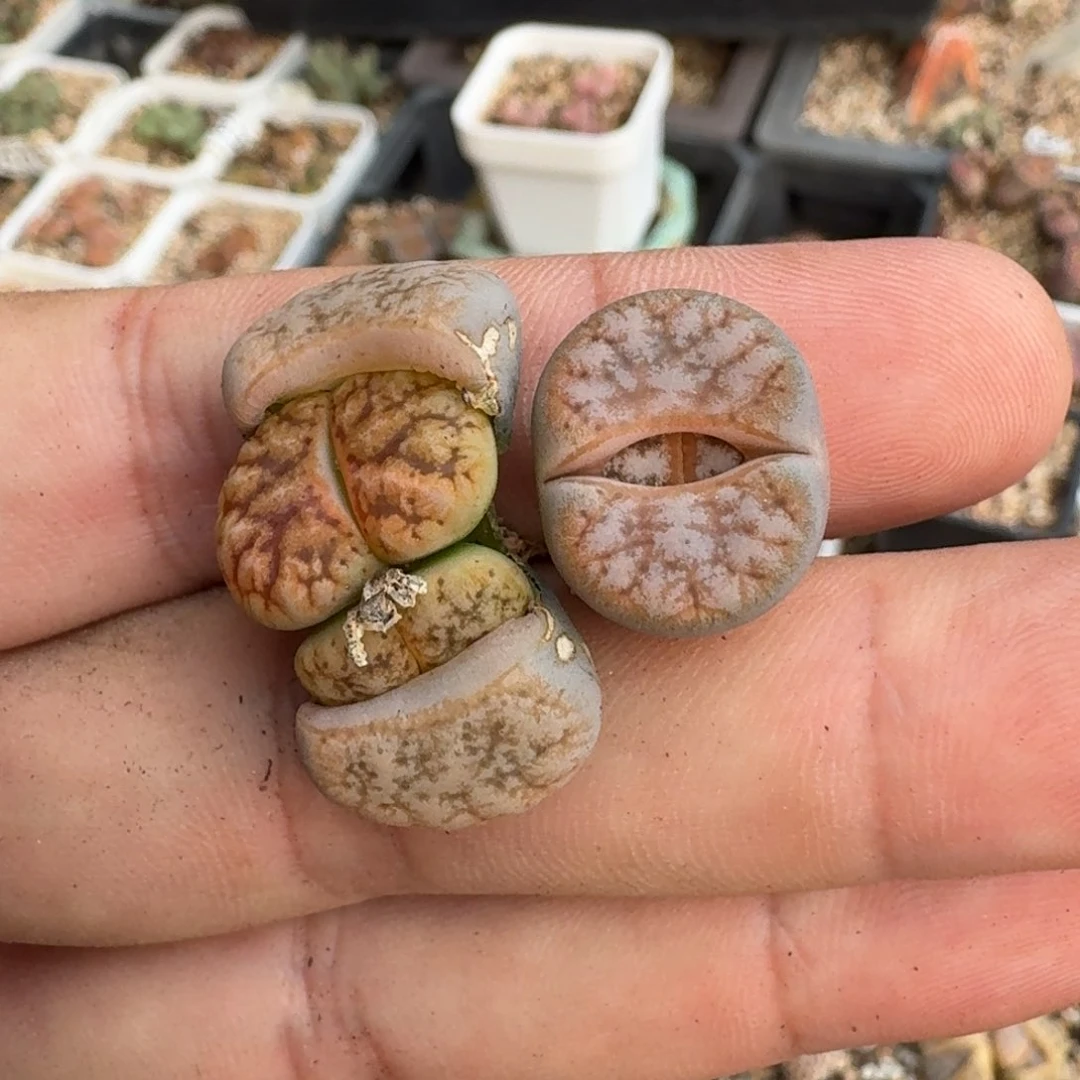 小**儿K090向日葵二代三年