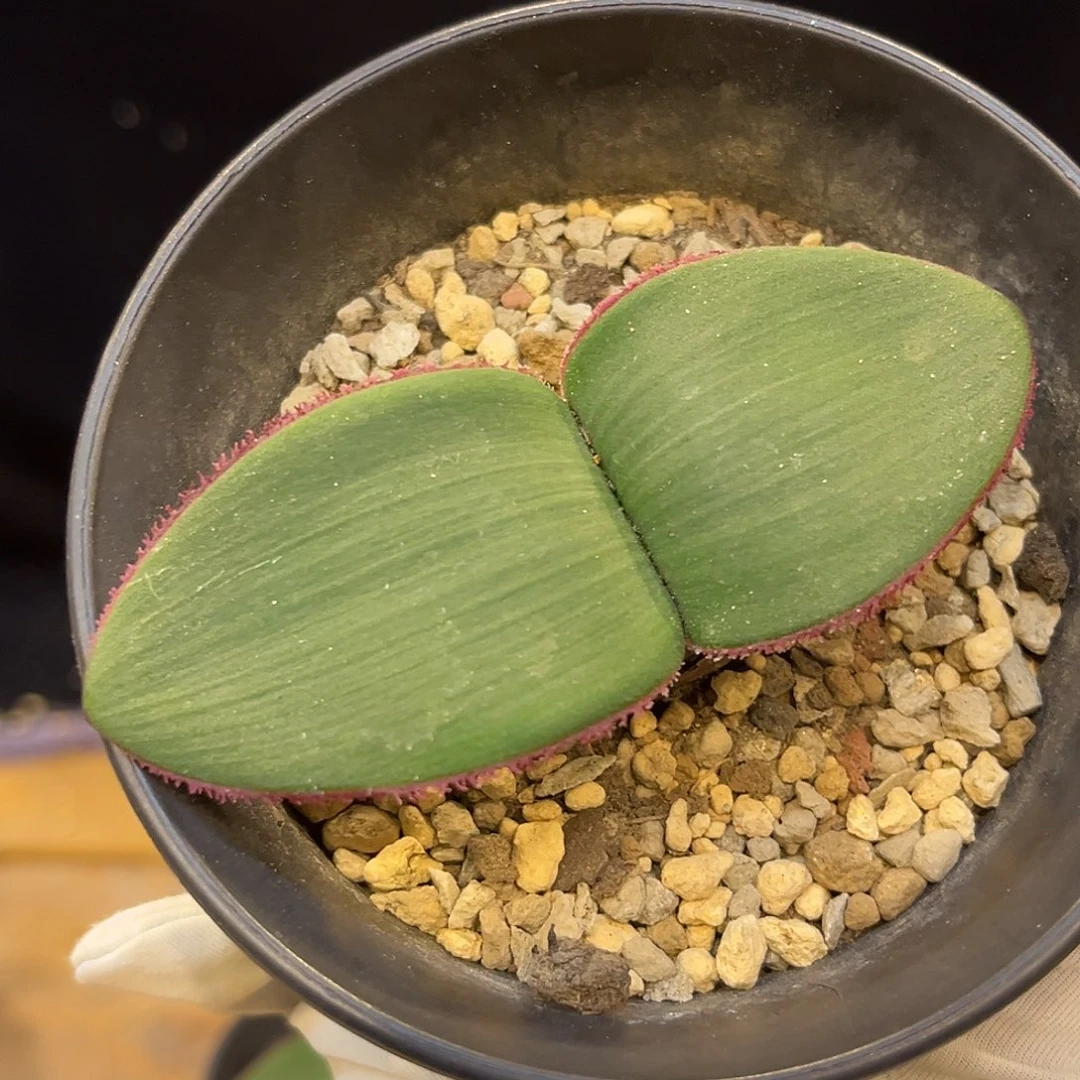 潮流植物 蕾丝登台百合