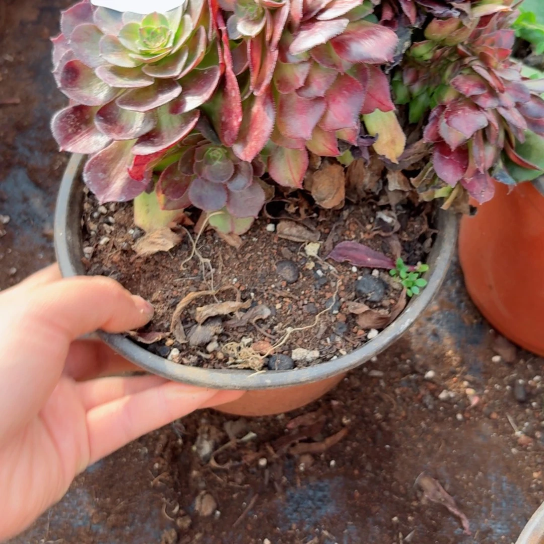 我4109 号多肉法师新年特价