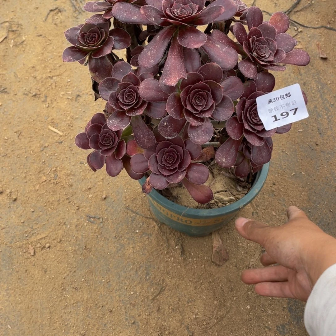 197黑豆法师多肉断枝不包