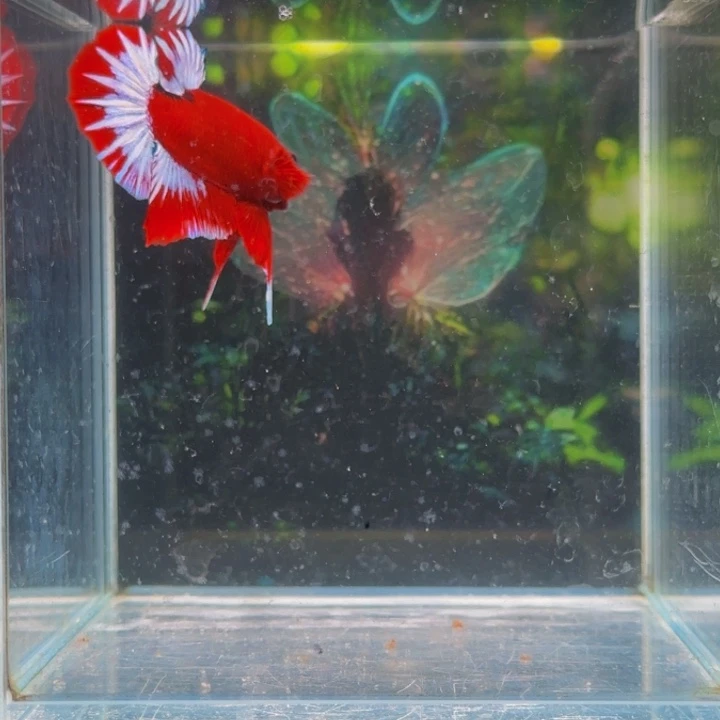 斗鱼金鸡报喜是什么神仙组合