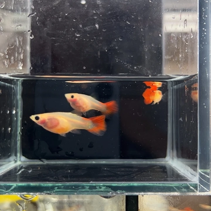 孔雀鱼琉璃1公2母