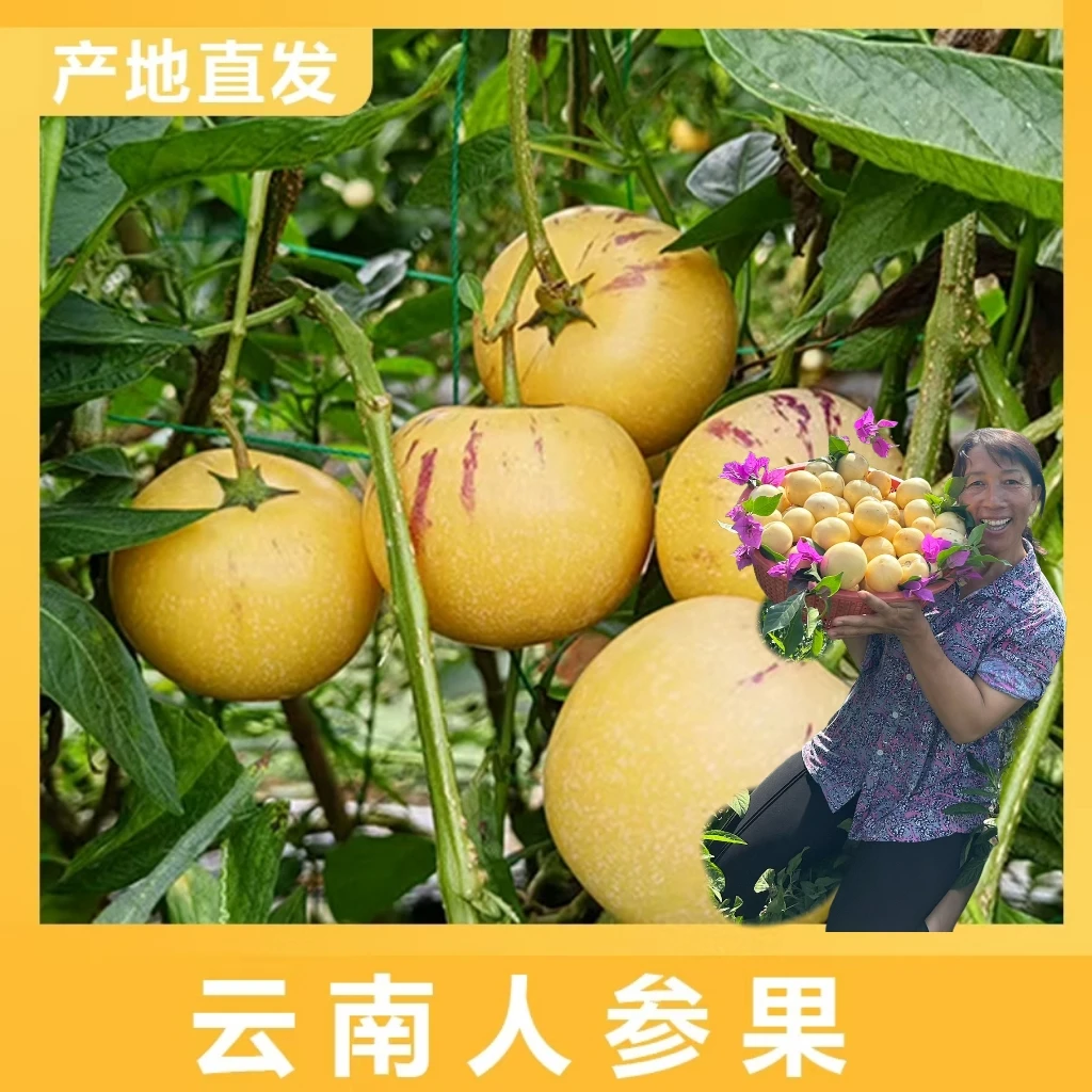【春妞专属】产地树熟  新鲜采摘 生态种植 树熟人生果