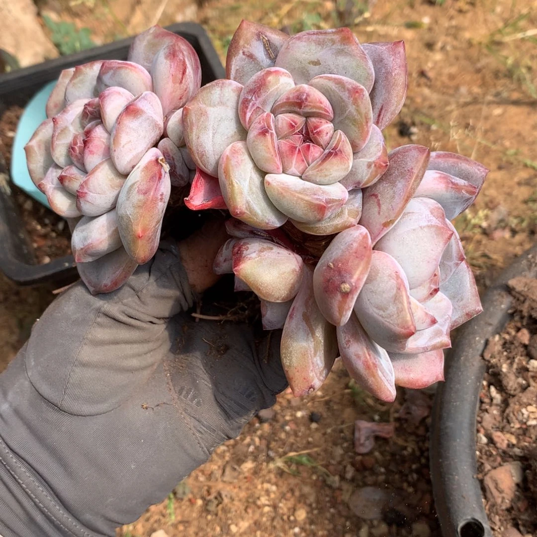 是哈哈哈哈哈哈哈哈哈哈