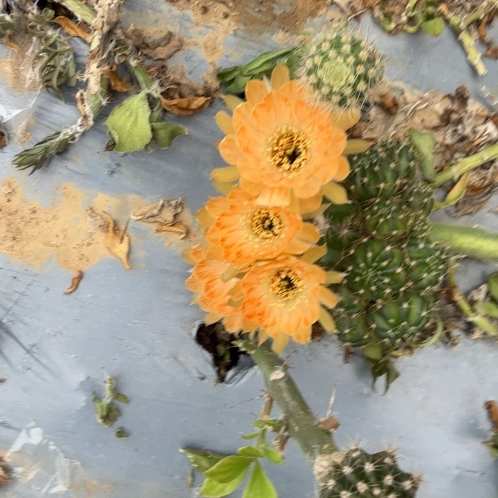 丽花仙人球群生854