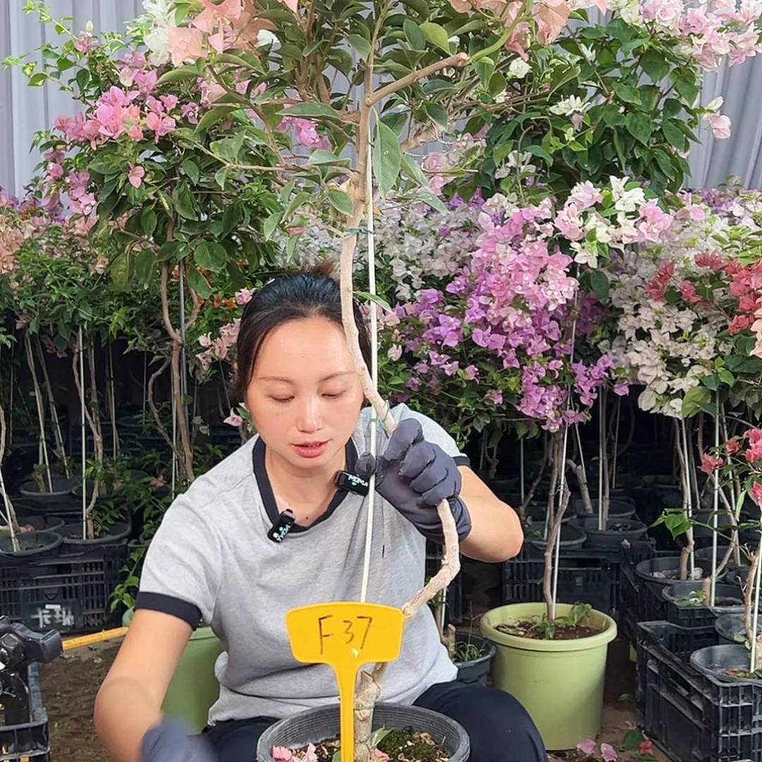 蕾***儿大部分花苞少量开放F37卡亚塔
