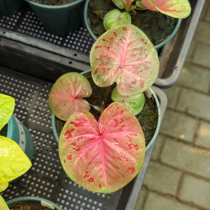 芭提雅泰国彩叶芋30-0901