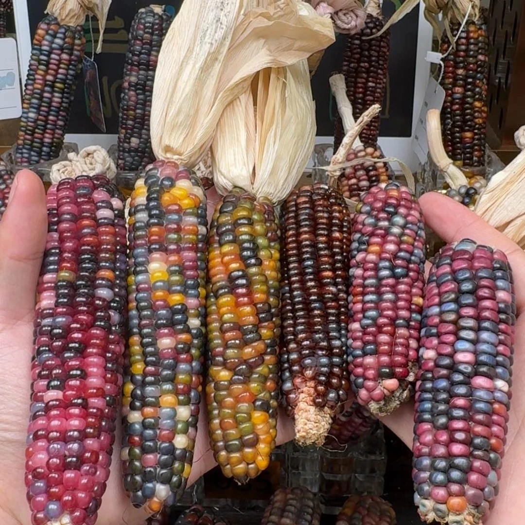 柏香籽/百香籽吊坠涛****彬