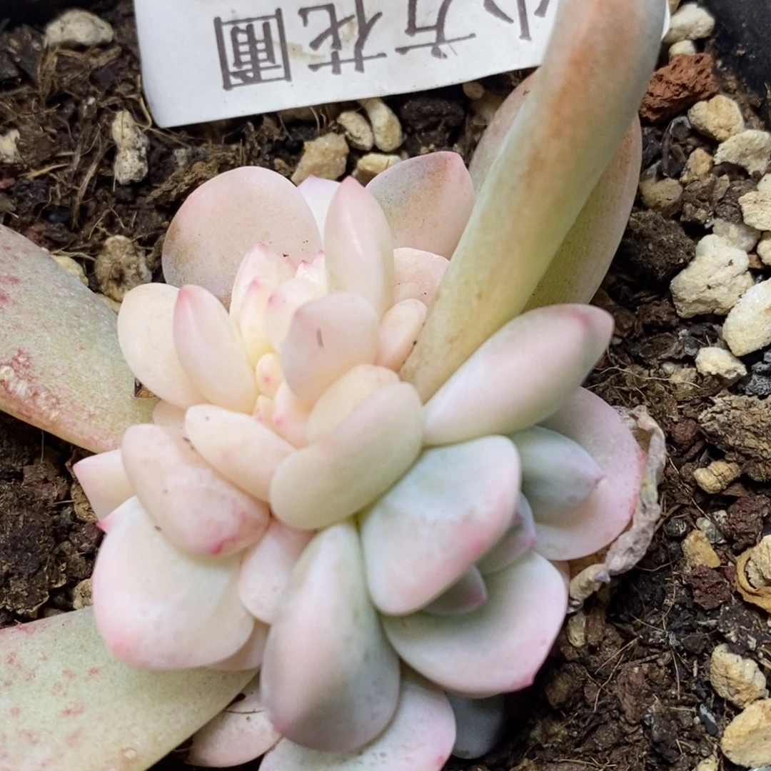 1085梦露锦    小方花圃一物一拍