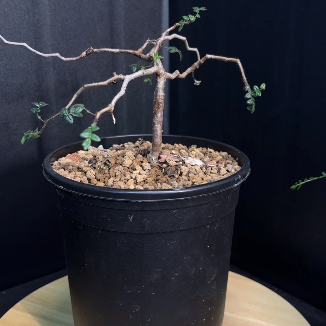 木  滔天橄榄实生带盆土