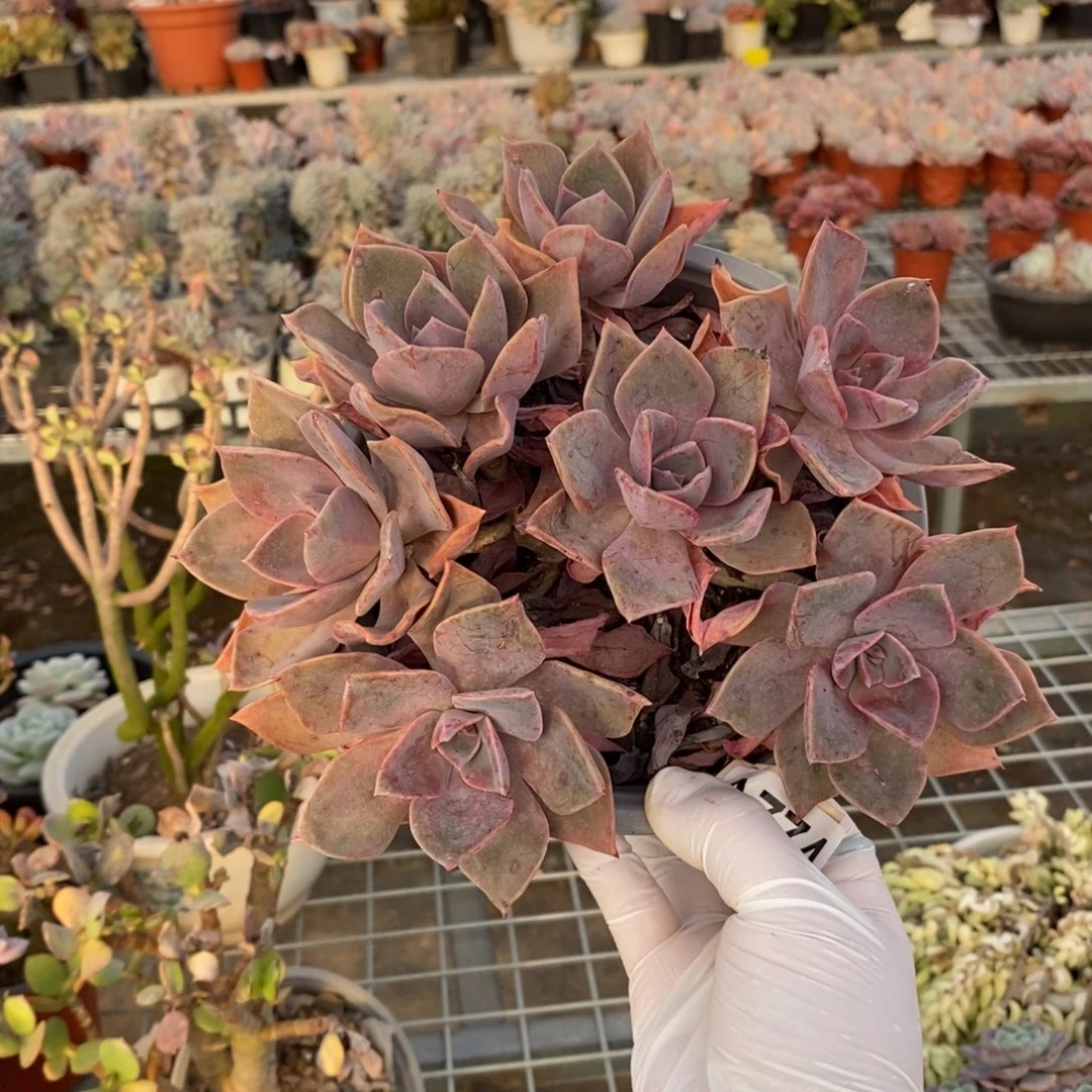 774中国初恋一物一拍