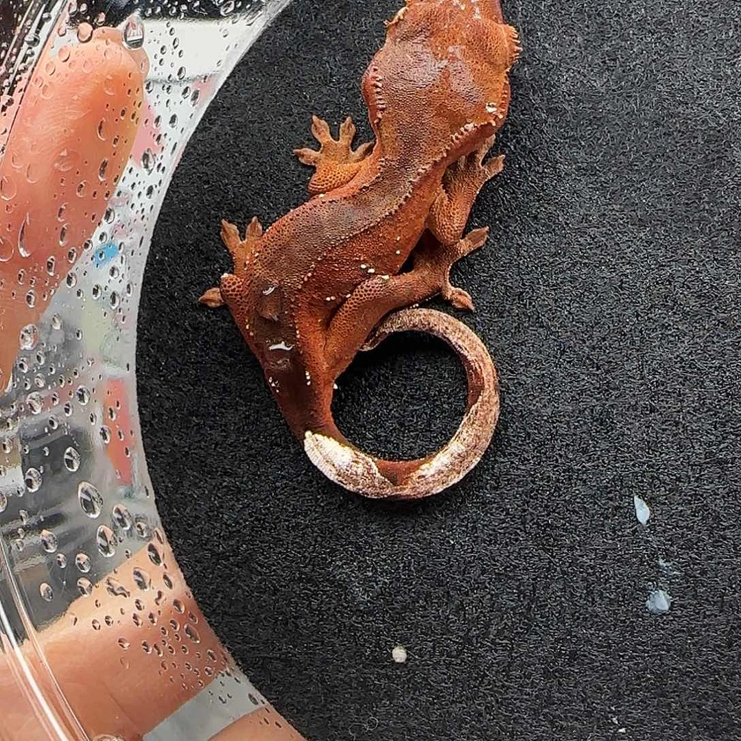 睫角守宫波点双红