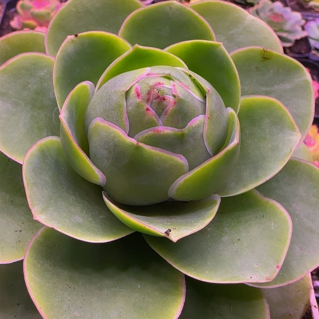 福利124245464546767656