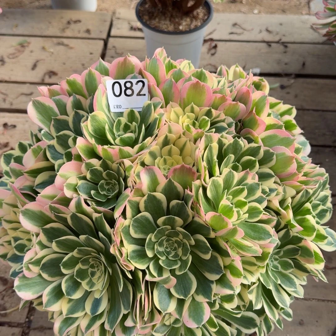 【闪购商品】082多肉