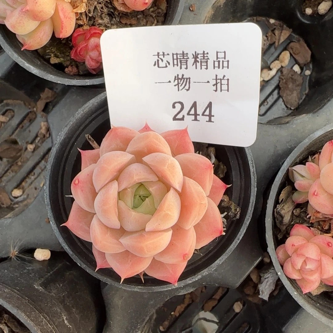 闪购精品多肉244号