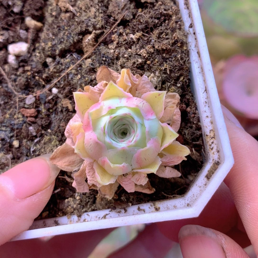 一物一拍秋夕063