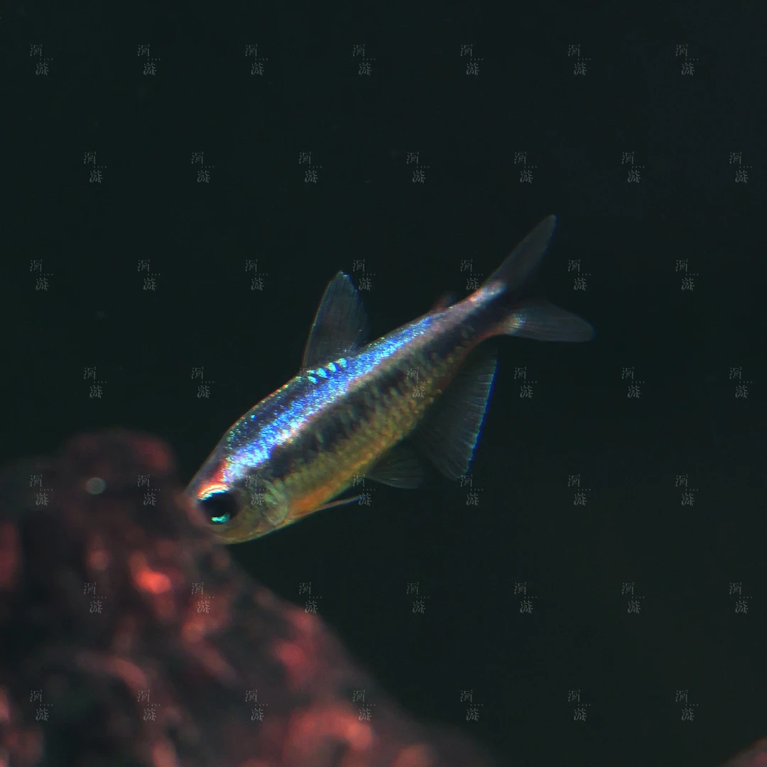 【洄游】人工幻彩蓝魔 灯鱼南美热带观赏鱼混养定水检疫满100包邮
