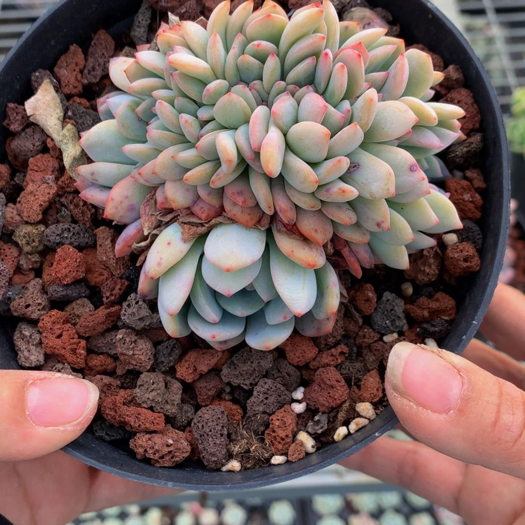 324缀嗯嗯嗯我也喜欢他呢