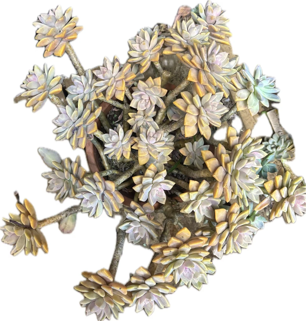 【云贵精品多肉】老桩飘枝紫雾