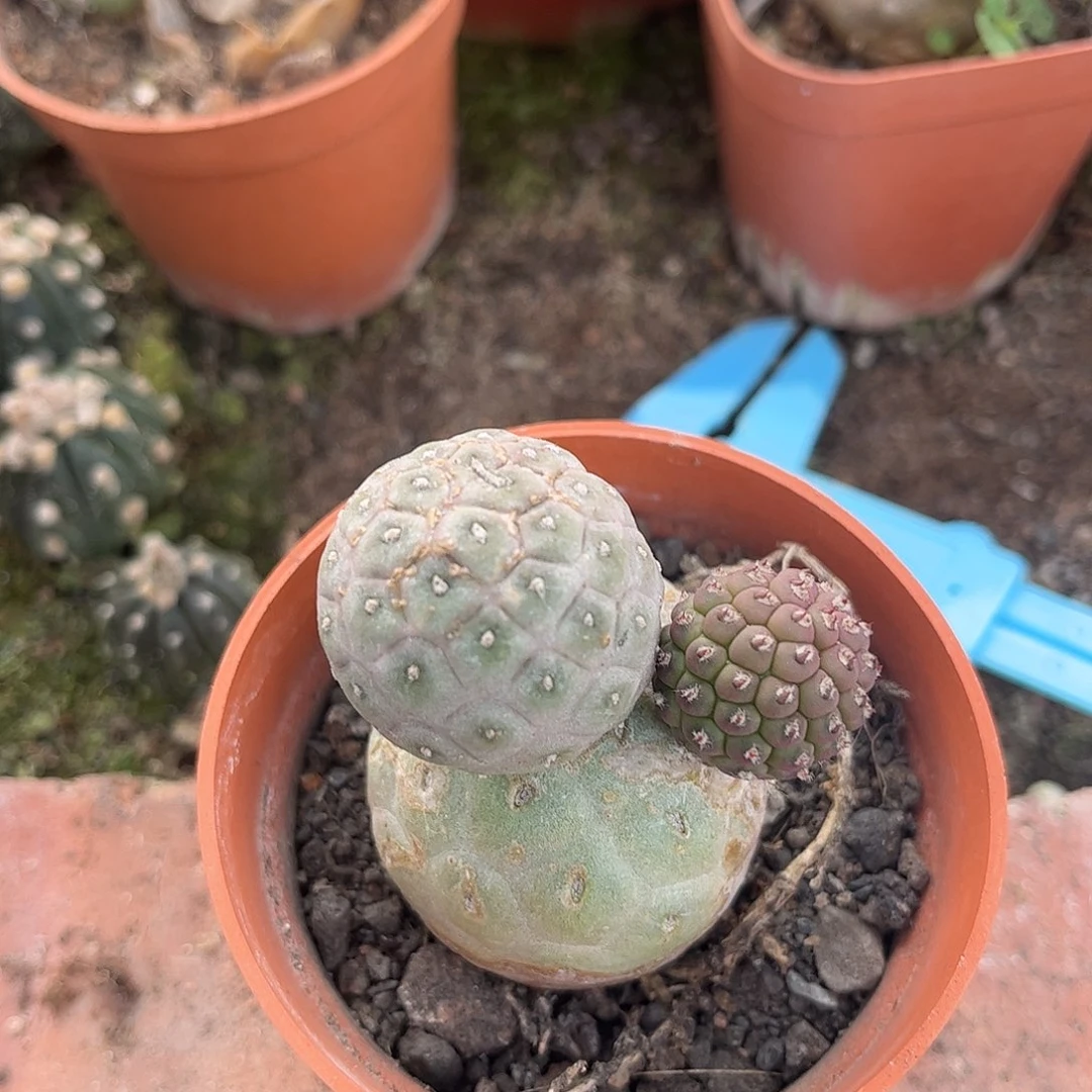 无花朵成**潘徐志远一颗