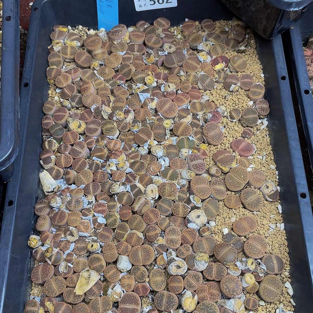 5620000000花花花花