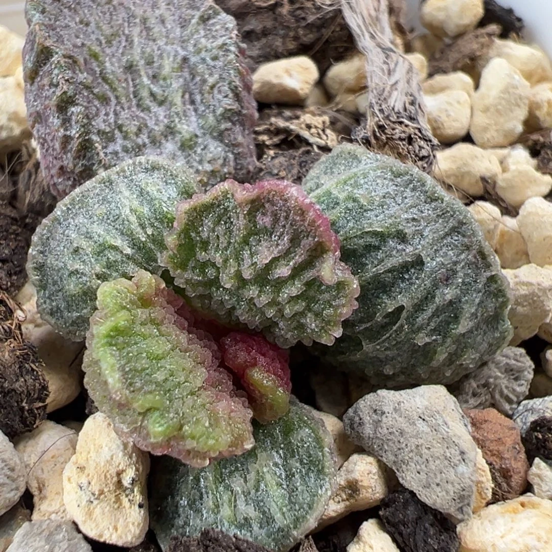 大鱼海棠带倒刺多肉植物