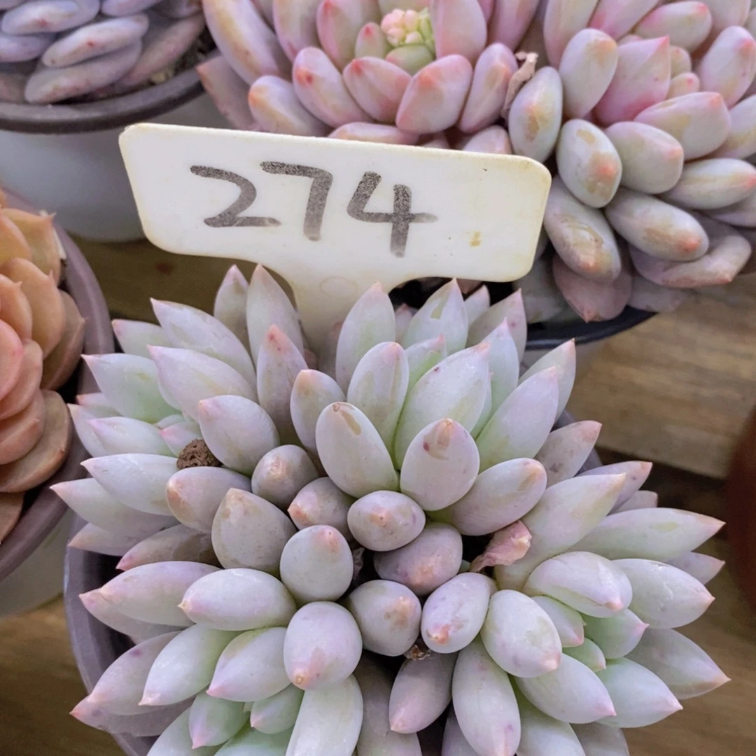 活动专场第一场，5送1