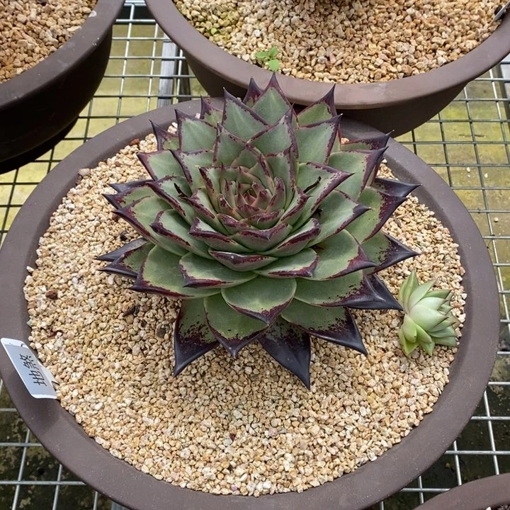 独*地煞定金B-25.9.23