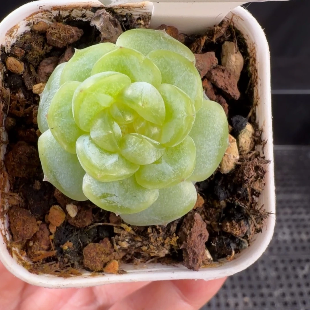 邀月珍妮单头福利268号