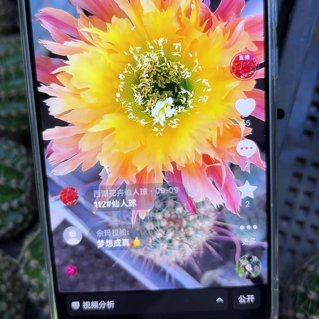 112毛侧牙20包邮仙人球24