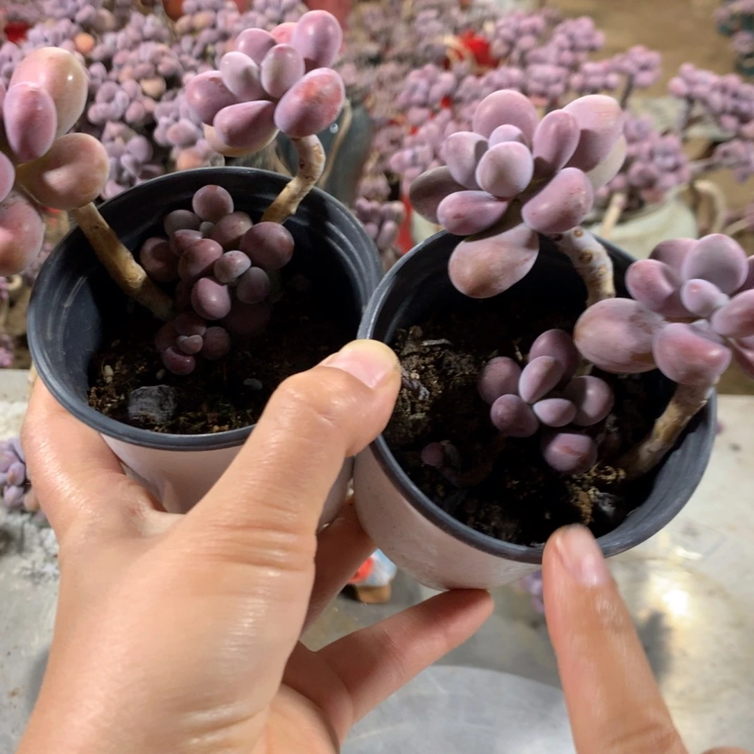 桃蛋老桩不带盆11号