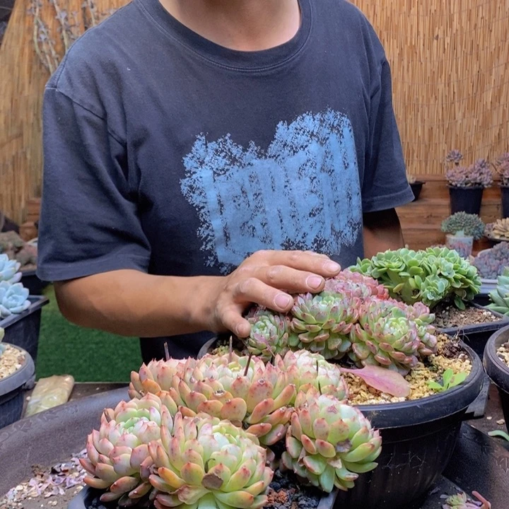 v***笑612号白胖子多肉植物