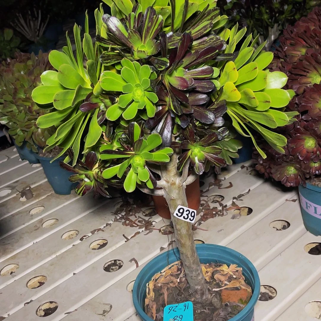 法师法师7/14包邮法师