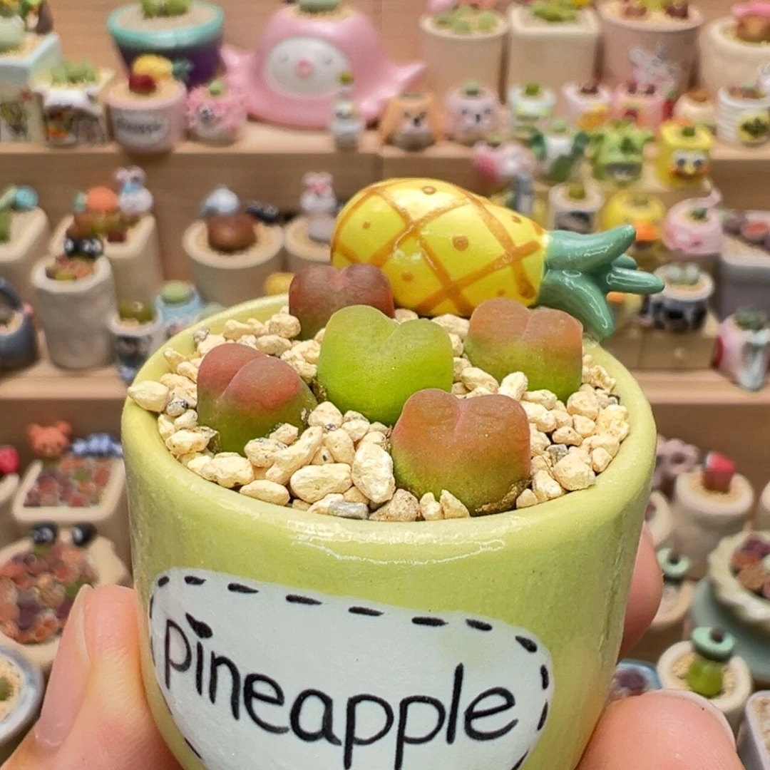 多肉植物71号彩色小毛