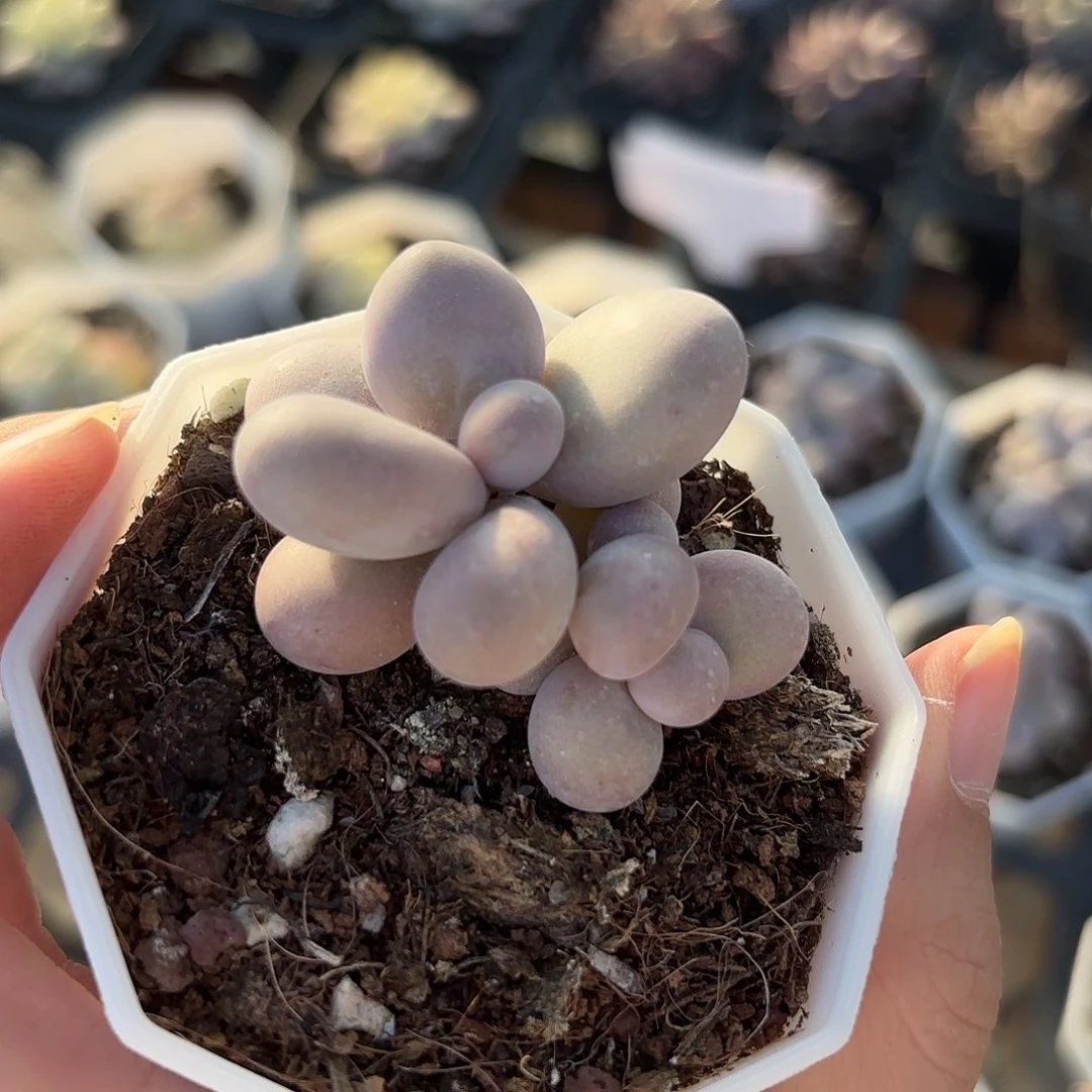 精品原始奶多肉植物