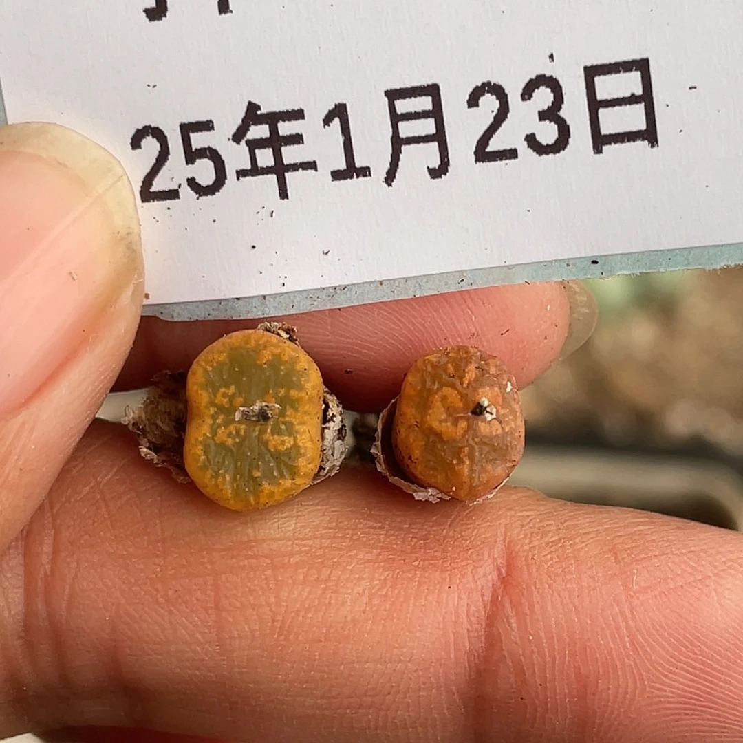 23-82勋章多肉植物