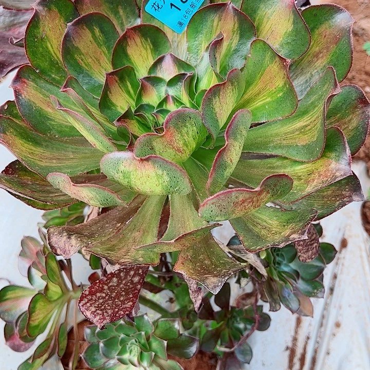 魅影中班1846多肉植物