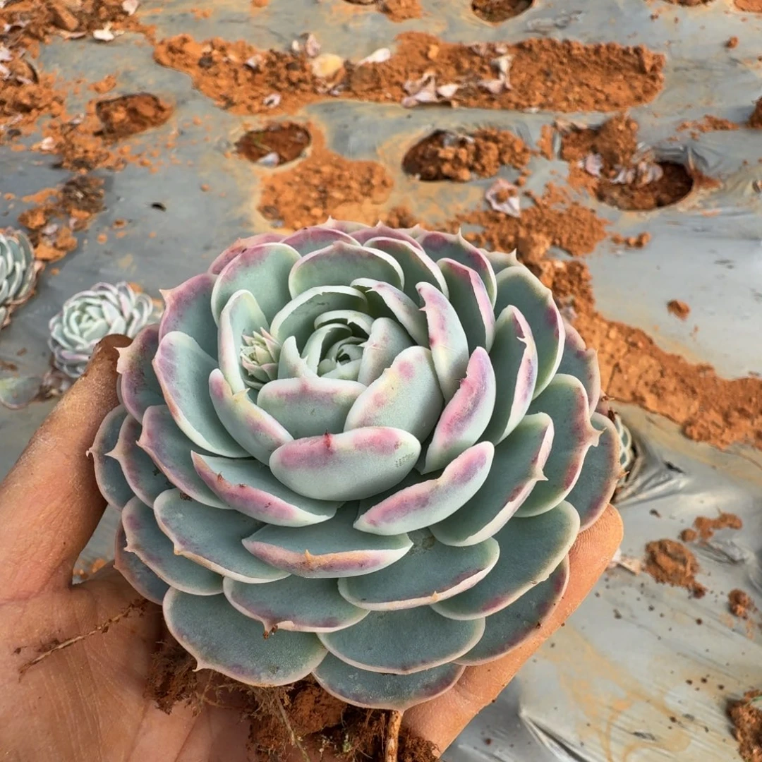 蓝丝绒一颗量拍发货21-21