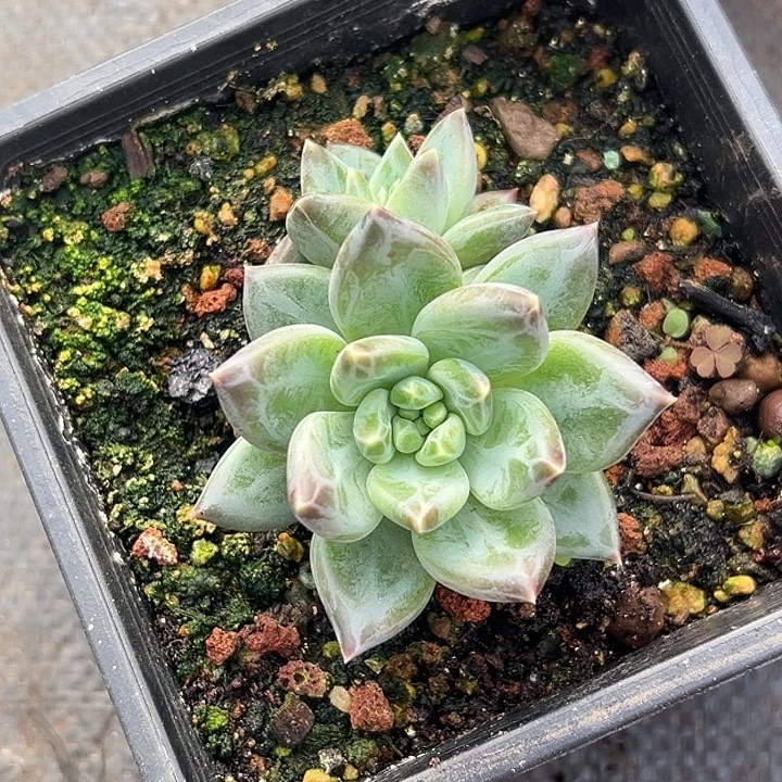 美人特价一物一拍