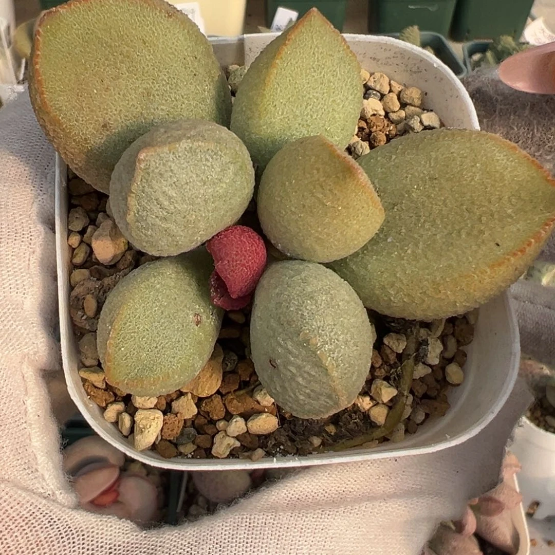 466实生一颗胖嘟嘟杂交