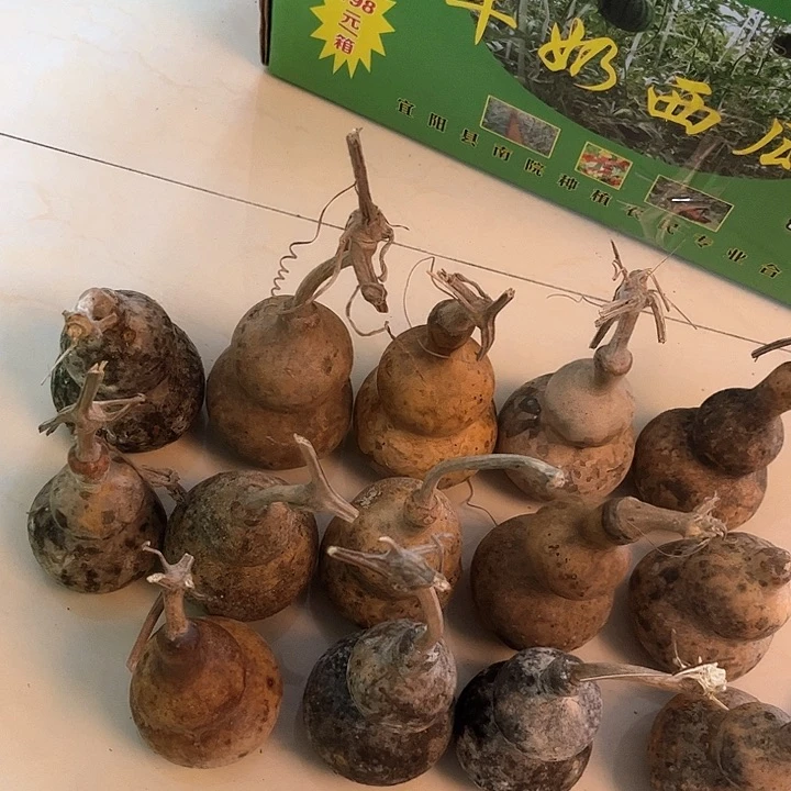 老*花皮八宝天天开心