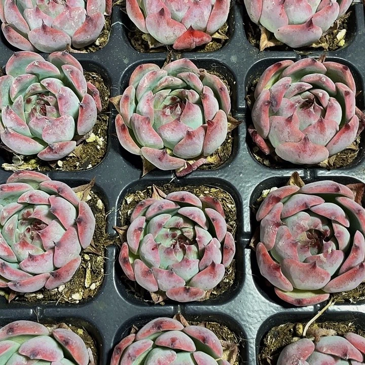 水蜜桃1.8带土发货