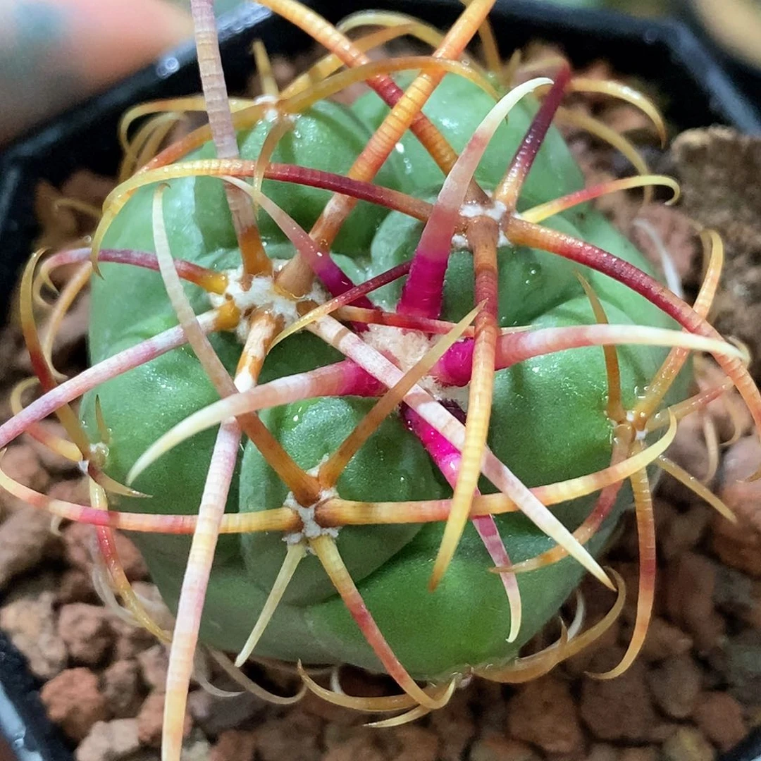 孤品实生特选株狂粗刺高木绯冠龙23号4.2cm