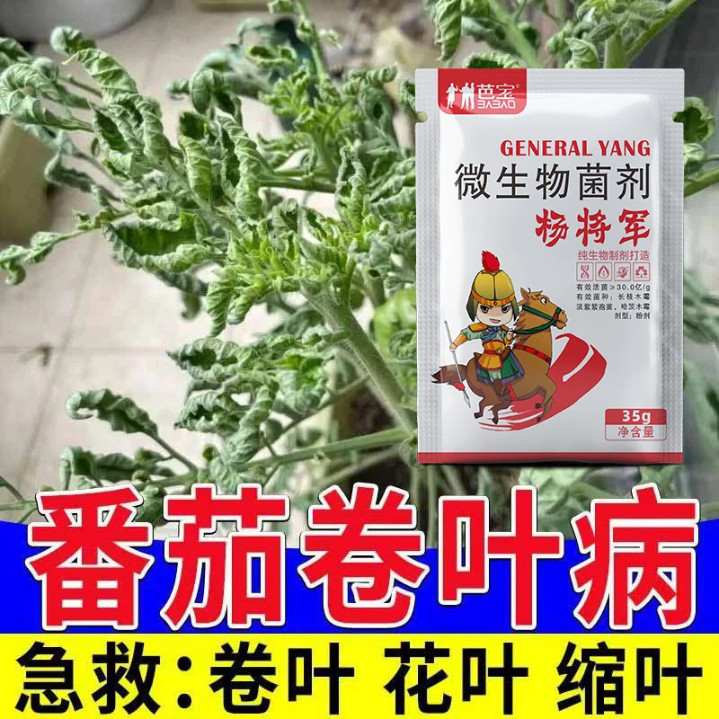 西红柿卷叶黄叶花叶专用药炭疽枯萎病番茄杀菌剂叶面肥番茄病全治