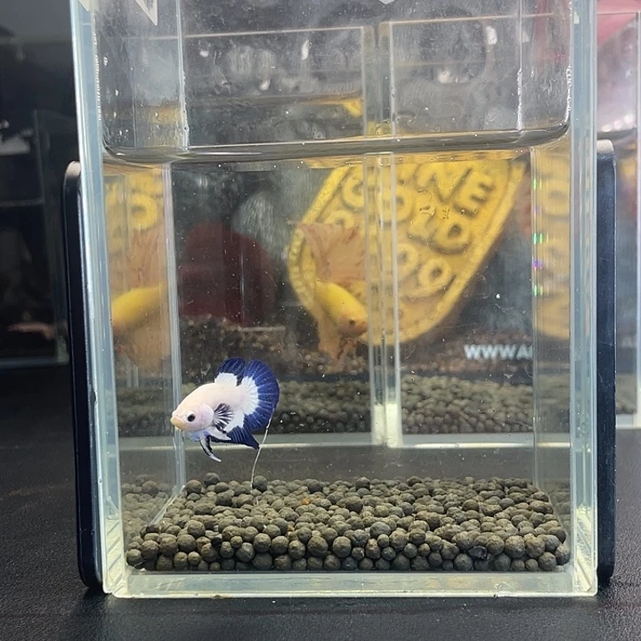 斗鱼22号919早青花