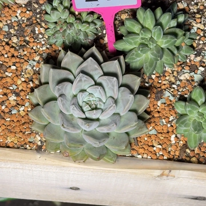 多肉植物星云美人246