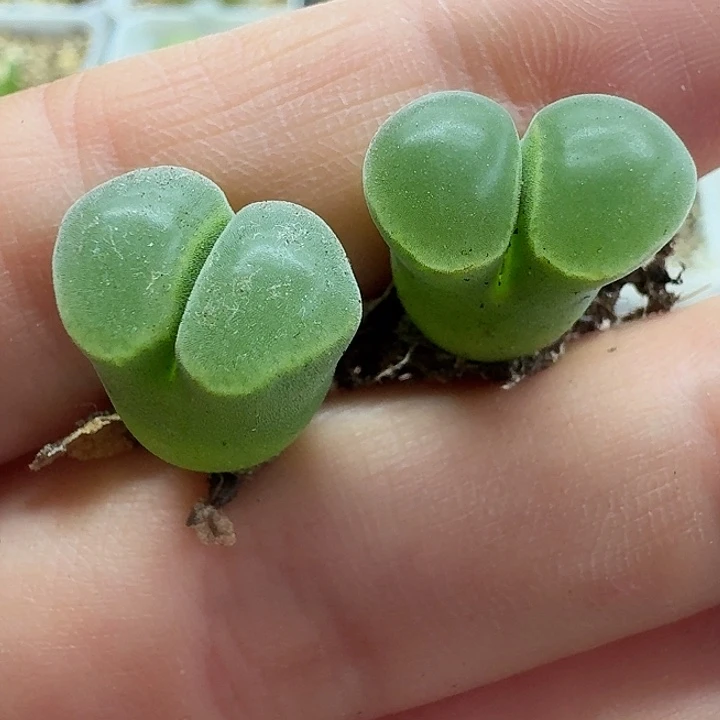 老马生石花骚粉佛肚1818