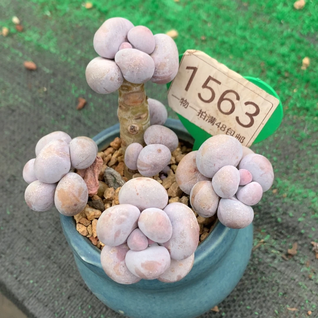 烟美人老桩无砍1563