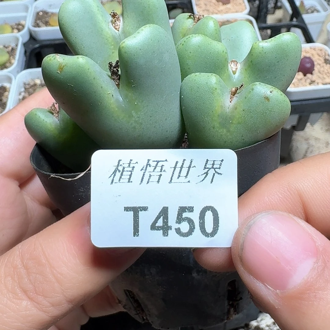 450盒多肉植物哇cv